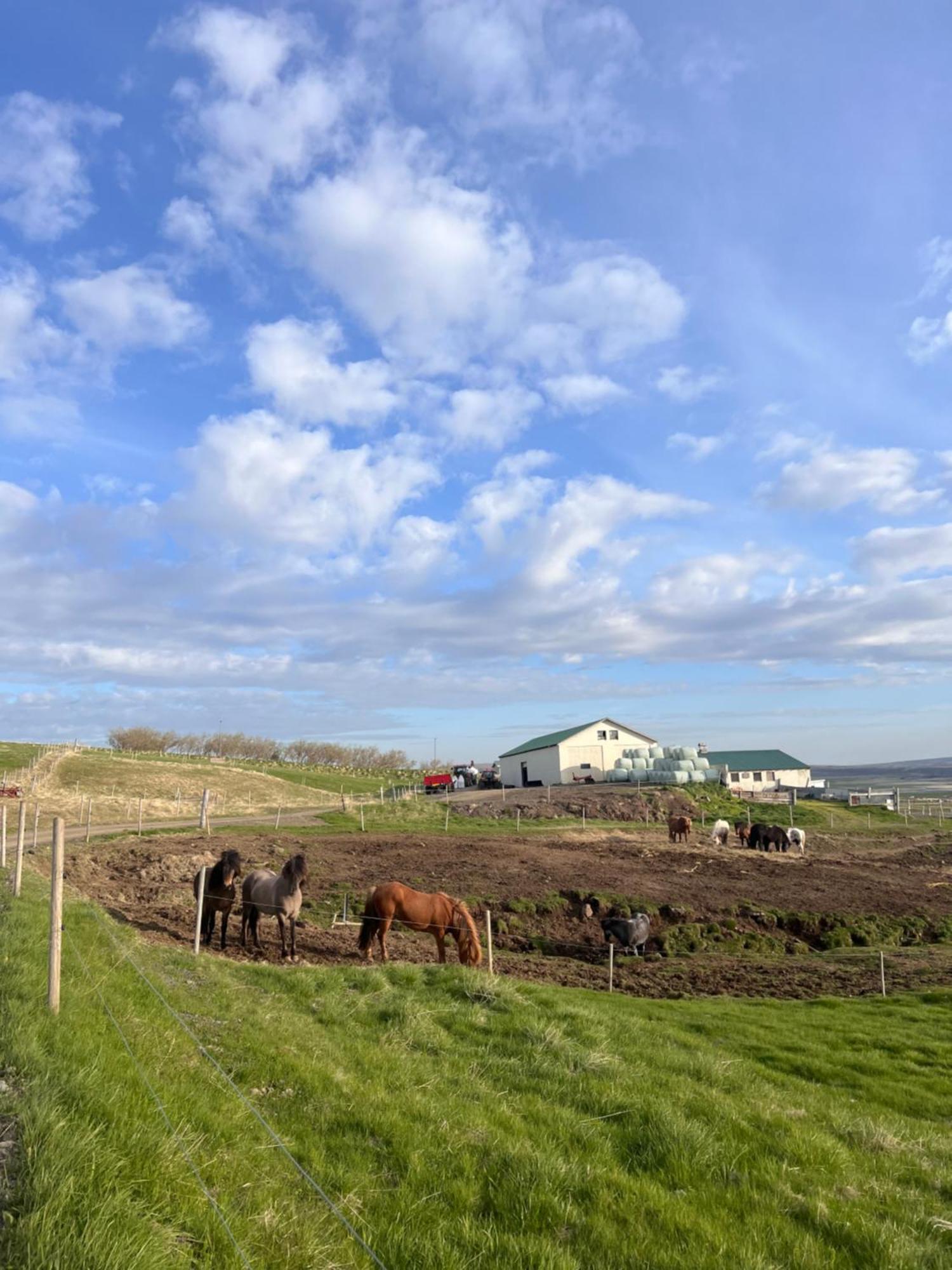 Stora-Asgeirsa Horse Farm Stay Vithigerthi Extérieur photo